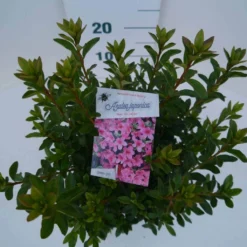 Japanse Azalea (Rhododendron 'Madame Van Hecke') 19 Japanse Azalea (Rhododendron 'Madame Van Hecke') -Tuin Verhaal Verkoopwinkel mad. van hecke c2 boven