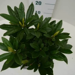 Rhododendron (Rhododendron 'Madame Masson') 28 Rhododendron (Rhododendron 'Madame Masson') -Tuin Verhaal Verkoopwinkel madamme masson c2 boven