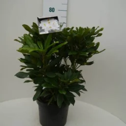 Rhododendron (Rhododendron 'Madame Masson') 30 Rhododendron (Rhododendron 'Madame Masson') -Tuin Verhaal Verkoopwinkel madamme masson c7.5 voor