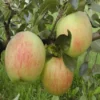 Lei-Appel (Malus Domestica 'James Grieve') -Tuin Verhaal Verkoopwinkel madjgrie 5