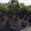 Groenblijvende Magnolia Op Stam (Magnolia Grandiflora 'Gallissoniere') -Tuin Verhaal Verkoopwinkel magnolia grandiflora 12 14cm halfstam 100cm stam