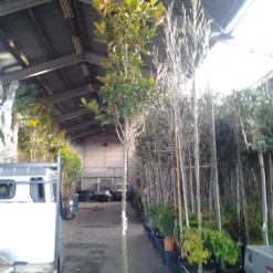 Beverboom (Magnolia Grandiflora 'Gallissoniere') -Tuin Verhaal Verkoopwinkel magnolia grandiflora 1 1