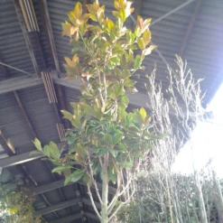 Beverboom (Magnolia Grandiflora 'Gallissoniere') -Tuin Verhaal Verkoopwinkel magnolia grandiflora 2 1