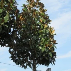 Beverboom (Magnolia Grandiflora 'Gallissoniere') -Tuin Verhaal Verkoopwinkel magnolia grandiflora galissoniere