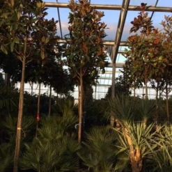 Beverboom (Magnolia Grandiflora 'Gallissoniere') -Tuin Verhaal Verkoopwinkel magnolia grandiflora gallisoniere 16 18ho cont