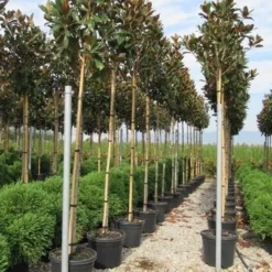 Beverboom (Magnolia Grandiflora 'Gallissoniere') -Tuin Verhaal Verkoopwinkel magnolia grandiflora gallisoniere 8 10 2