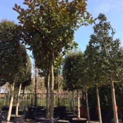 Beverboom (Magnolia Grandiflora 'Gallissoniere') -Tuin Verhaal Verkoopwinkel magnolia grandiflora hoogstam solitair