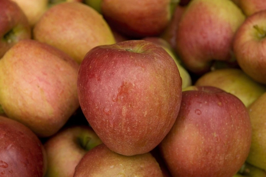 Lei-Appel (Malus Domestica 'Braeburn') 4 Lei-Appel (Malus Domestica 'Braeburn') - Afbeelding 2