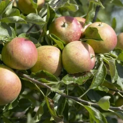 Mini-appel (Malus Domestica 'Mini-Cox') 7 Mini-appel (Malus Domestica 'Mini-Cox') -Tuin Verhaal Verkoopwinkel malus domestica cox s orange 2