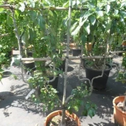 Appelboom (Malus Domestica ) 19 Appelboom (Malus Domestica ) -Tuin Verhaal Verkoopwinkel malus domestica eetappel dubbel u leivorm