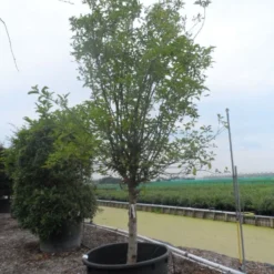 Appelboom (Malus Domestica ) 14 Appelboom (Malus Domestica ) -Tuin Verhaal Verkoopwinkel malus domestica eetappel halfstam 30 40 c750