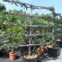 Appelboom (Malus Domestica ) -Tuin Verhaal Verkoopwinkel malus domestica eetappel oude leivorm 1