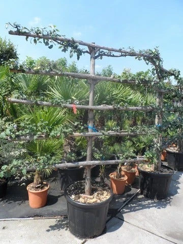 Appelboom (Malus Domestica ) 10 Appelboom (Malus Domestica ) - Afbeelding 8