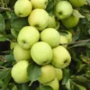 Appelboom (Malus Domestica 'Golden Delicious') -Tuin Verhaal Verkoopwinkel malus domestica golden delicious 1 1