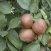 Appelboom (Malus Domestica 'Rode Boskoop') -Tuin Verhaal Verkoopwinkel malus domestica rode boskoop 1
