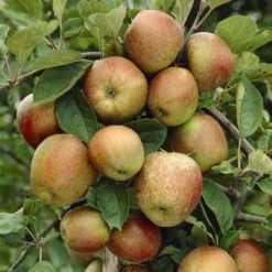 Appelboom (Malus Domestica 'Schone Van Boskoop')