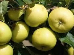 Appelboom (Malus Domestica 'Greensleeves') 7 Appelboom (Malus Domestica 'Greensleeves') -Tuin Verhaal Verkoopwinkel malus greensleeves