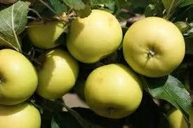 Appelboom (Malus Domestica 'Greensleeves') 5 Appelboom (Malus Domestica 'Greensleeves') - Afbeelding 3