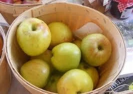 Appelboom (Malus Domestica 'Notarisappel') 4 Appelboom (Malus Domestica 'Notarisappel') - Afbeelding 2