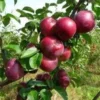 Lei-Appel (Malus Domestica 'Spartan') -Tuin Verhaal Verkoopwinkel malus spartan