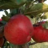 Appelboom (Malus Domestica 'Winston') -Tuin Verhaal Verkoopwinkel malus winston