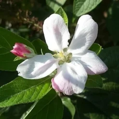 Appelboom (Malus Domestica 'Elstar') 11 Appelboom (Malus Domestica 'Elstar') -Tuin Verhaal Verkoopwinkel maluselstarbloesem01 2