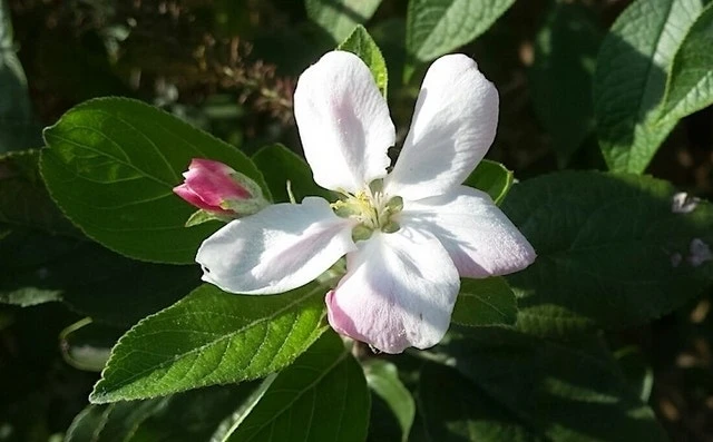 Appelboom (Malus Domestica 'Elstar') 7 Appelboom (Malus Domestica 'Elstar') - Afbeelding 5