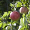 Appelboom (Malus Domestica 'Elstar') -Tuin Verhaal Verkoopwinkel maluselstarv01