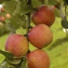 Lei-Appel (Malus Domestica 'Laxton's Superb') -Tuin Verhaal Verkoopwinkel maluslaxtonsuperbv01 1