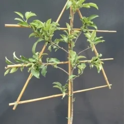 Lei-Appel (Malus Domestica 'Jonathan') -Tuin Verhaal Verkoopwinkel malusleivorm1 1 9