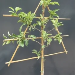 Lei-Appel (Malus Domestica 'Golden Delicious') -Tuin Verhaal Verkoopwinkel malusleivorm1 3