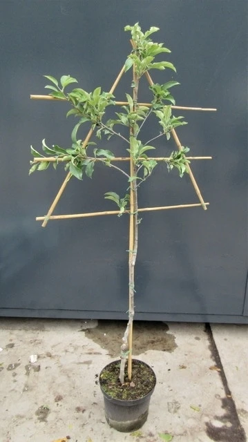 Lei-Appel (Malus Domestica 'Summerred') 7 Lei-Appel (Malus Domestica 'Summerred') - Afbeelding 5