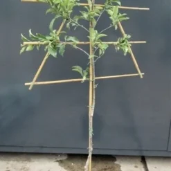 Lei-Appel (Malus Domestica 'Rode Boskoop') -Tuin Verhaal Verkoopwinkel malusleivorm2 1 19 1