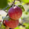 Appelboom (Malus Domestica 'Red Devil') -Tuin Verhaal Verkoopwinkel malusreddevilv01
