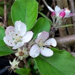 Appelboom (Malus Domestica 'Summerred') -Tuin Verhaal Verkoopwinkel malussummerredbloesem01