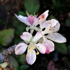 Lei-Appel (Malus Domestica 'Summerred') 8 Lei-Appel (Malus Domestica 'Summerred') -Tuin Verhaal Verkoopwinkel malussummerredbloesem02 1