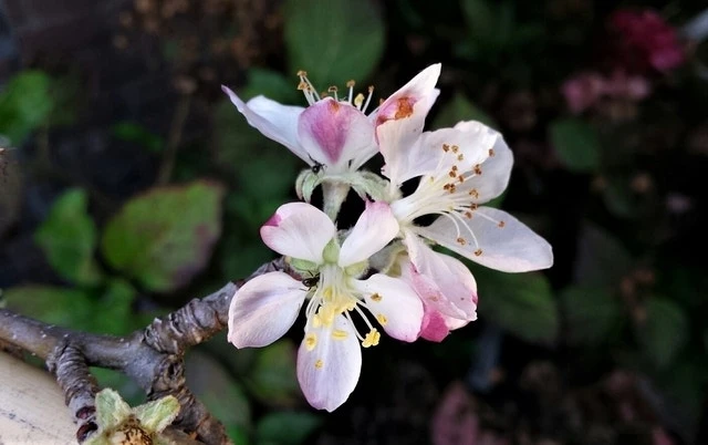 Lei-Appel (Malus Domestica 'Summerred') 4 Lei-Appel (Malus Domestica 'Summerred') - Afbeelding 2