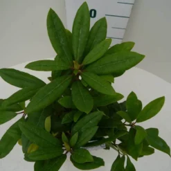 Rhododendron (Rhododendron 'Marcel Menard') -Tuin Verhaal Verkoopwinkel marcel mennard c2 boven