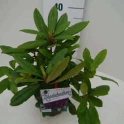 Rhododendron (Rhododendron 'Marcel Menard') -Tuin Verhaal Verkoopwinkel marcel mennard c2 zij