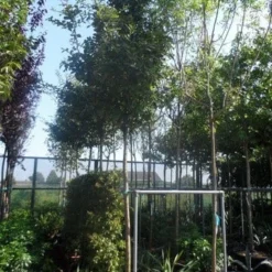 Mispel (Mespilus Germanica) 19 Mispel (Mespilus Germanica) -Tuin Verhaal Verkoopwinkel mespilus germanica 12 14 16ho cont