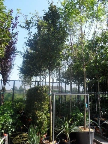 Mispel (Mespilus Germanica) 11 Mispel (Mespilus Germanica) - Afbeelding 9