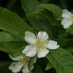 Mispel (Mespilus Germanica) 14 Mispel (Mespilus Germanica) -Tuin Verhaal Verkoopwinkel mespilus germanica 2