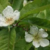 Mispel (Mespilus Germanica) -Tuin Verhaal Verkoopwinkel mespilus germanica 4