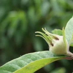 Mispel (Mespilus Germanica) 13 Mispel (Mespilus Germanica) -Tuin Verhaal Verkoopwinkel mespilus germanica 5