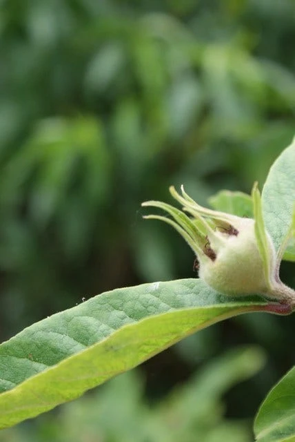 Mispel (Mespilus Germanica) 5 Mispel (Mespilus Germanica) - Afbeelding 3