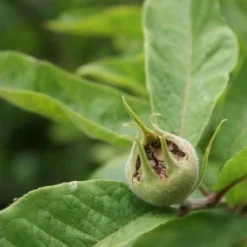 Mispel (Mespilus Germanica) 18 Mispel (Mespilus Germanica) -Tuin Verhaal Verkoopwinkel mespilus germanica 6