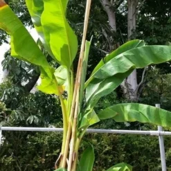 Bananenboom (Musa Basjoo) -Tuin Verhaal Verkoopwinkel musabasjoo02