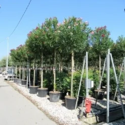 Oleander Als Boom (Nerium Oleander) 23 Oleander Als Boom (Nerium Oleander) -Tuin Verhaal Verkoopwinkel nerium