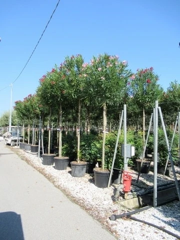Oleander Als Boom (Nerium Oleander) 13 Oleander Als Boom (Nerium Oleander) - Afbeelding 11