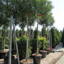 Oleander Als Boom (Nerium Oleander) 17 Oleander Als Boom (Nerium Oleander) -Tuin Verhaal Verkoopwinkel nerium